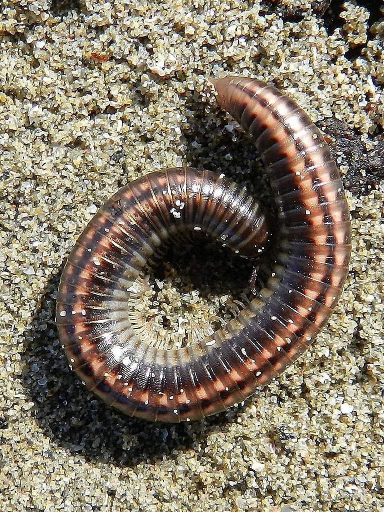 Julidae sp. da identificare